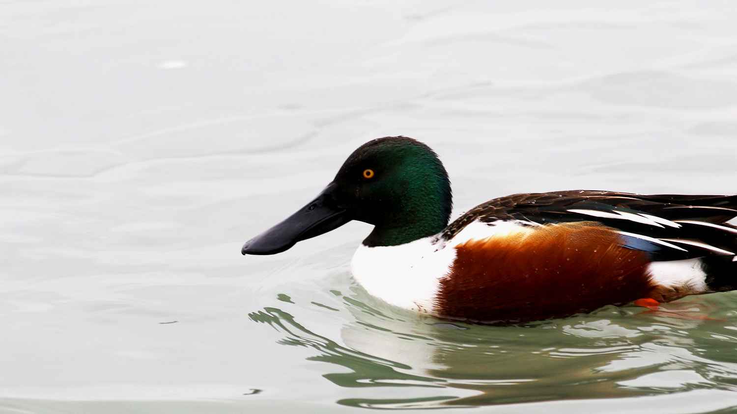 Northern Shoveler